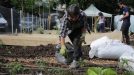 Споделена зеленчукова градина в София (клип)